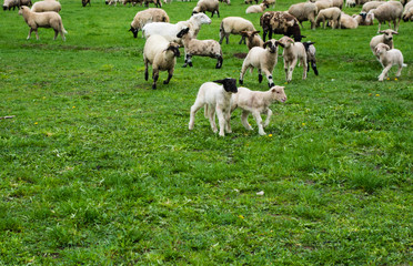 Obraz premium Glückliche Schafe