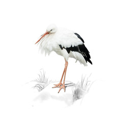 Stork isolated on white