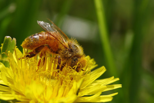 Honeybee going through a yellow dandelion flower covered in pollen