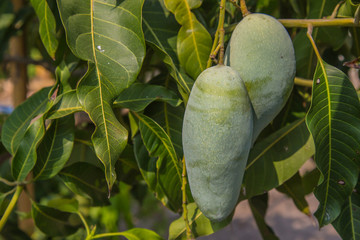 Close up of green mango on the tree.
