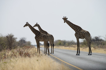 Giraffes, Etosha National Park, Namibia