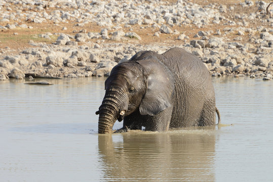 Elephant, Etosha National Park, Namibia