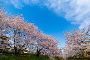 桜
