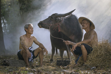 Two asian farmer and his buffalo in Thailand