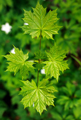 Young fresh sapling on background of green grass