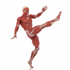 Anatomy muscle map white isolated - fight pose