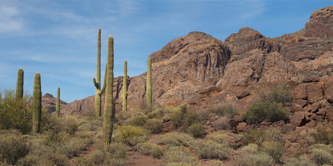 Giant Saguaro Cactus In Organ Pipe National Park