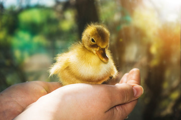 Little yellow duckling on human hands.