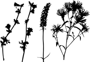 four black wildflowers silhouettes on white