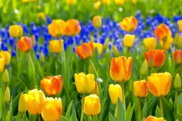 美しいチューリップの花