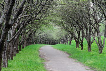 way through the apple orchard