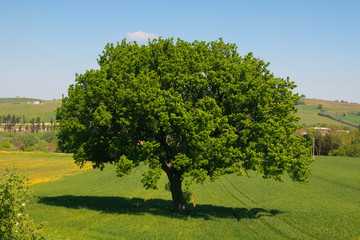 Foto di una grande quercia monumentale