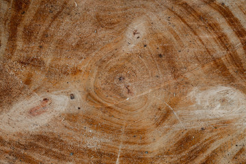 cross section log texture