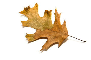 Dry autumn oak leaf on  over white