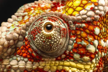 Photo sur Plexiglas Caméléon Close up of the eye of a Panther Chameleon (Furcifer pardalis)