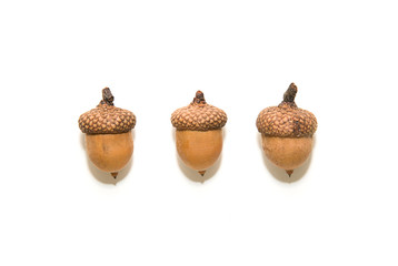 Three  brown acorns  with hats on over white