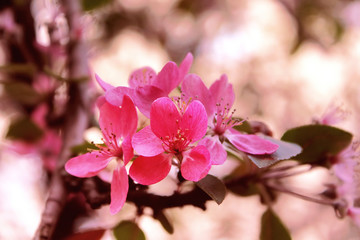 Malus, crab apple tree blossom