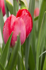Naklejka premium rote Tulpen