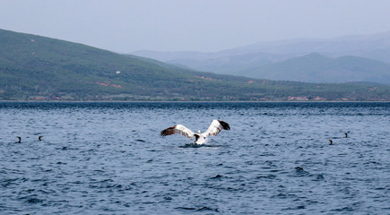 Fototapeta na wymiar A Dalmatian Pelican , Pelecanus crispus, on the lake Prespa, Macedonia