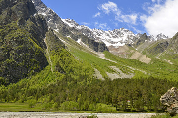 The forest at the foot of the mountain