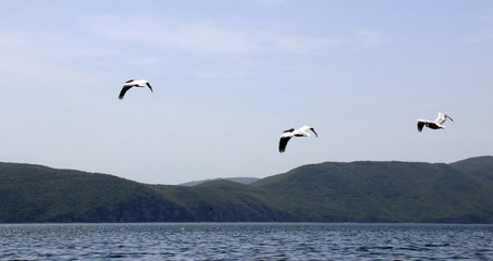 Fototapeta na wymiar flying pelicans in a lake prespa, macedonia