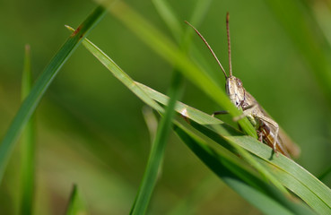 Grasshopper on the green grass