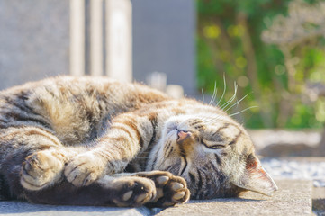 猫