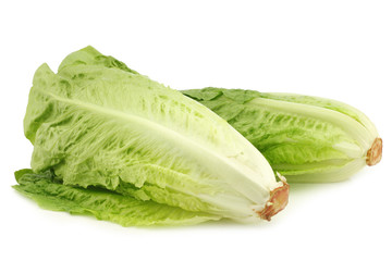 fresh roman lettuce on a white background