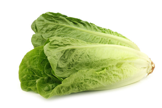 fresh roman lettuce on a white background