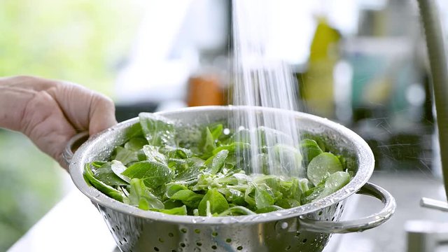 cleaning field lettuce in a steel sieve in a beautifull kitchen