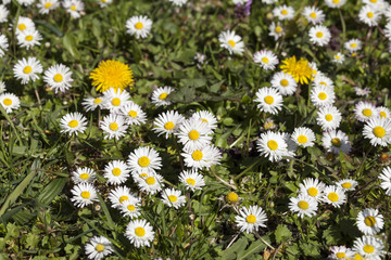 Gänseblümchen