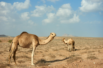 Camel in a group of 3 walking in the desert