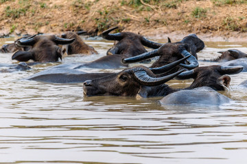 Fototapeta premium Herd of Thai buffalo cooling during the day