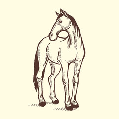 Horse