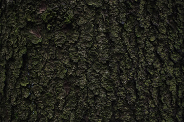 The texture of mossy oak bark