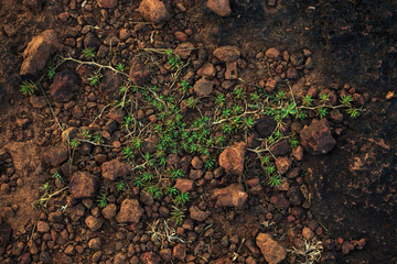 Green grass growing on gray ground