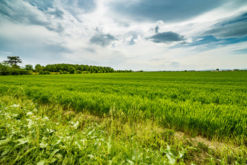 Fototapeta na wymiar the agriculture fields of Emilia Romagna