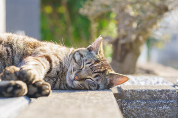 Obraz premium 猫