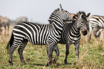 Fototapeta na wymiar Two Zebras create perfect symmetry and harmony while playing, heads together.