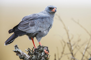 Southern Pale Chanting Goshawk ( Melierax canorus), South Africa