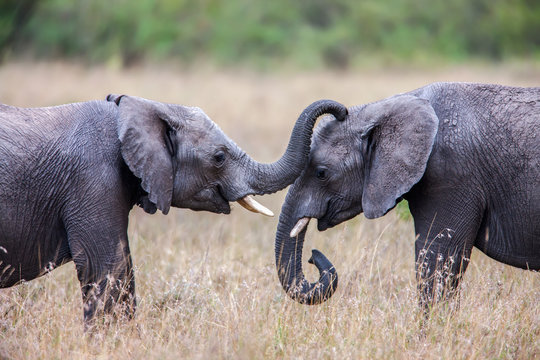Two African elephants greeting each other with trunks and mouths touching.