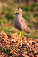 Wattled plover (Lapwing), Vanillus senegallus, walking along a verge