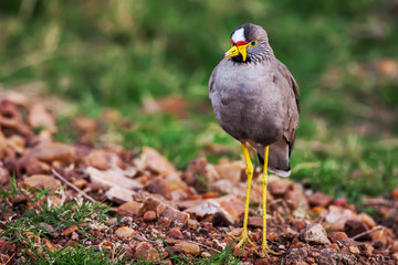 Wattled plover (Lapwing), Vanillus senegallus, walking along a verge