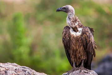 white-backed african vulture perched on unturned