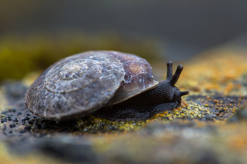 Snail
