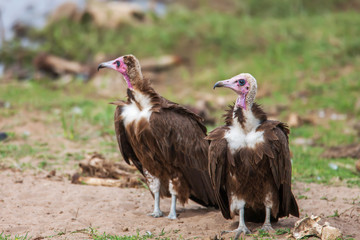 White Backed Vultures (Gyps africanus) South Africa