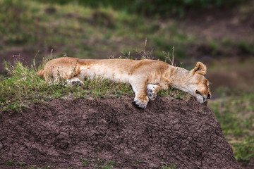 Female lion relaxing on a rock in the green brushwood
