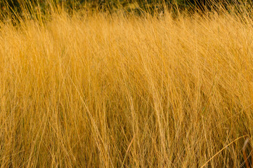 Fototapeta premium dry grass in the meadow