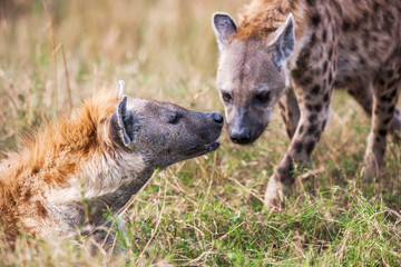 Portrait playing two hyenas (Crocuta crocuta), 