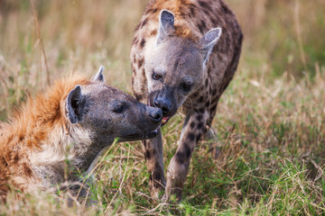 Obraz premium Portrait playing two hyenas (Crocuta crocuta),